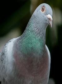 Avatar de l’utilisateur